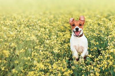 Seasonal allergies in Dogs: ESSENTIALS