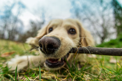 Spring Dangers in Dogs - Symptoms, Causes, Diagnosis