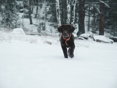 Is your dog ready for the winter? What kind of Paw Balm to choose for your pup?